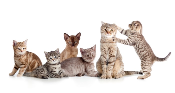 Many Kittens and Cats on White Background