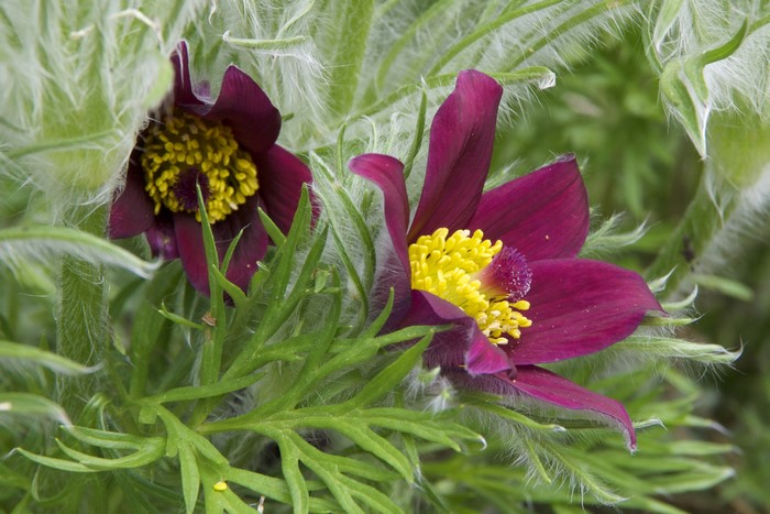 Two wine-colored Pulsatilla flowers with yellow centers