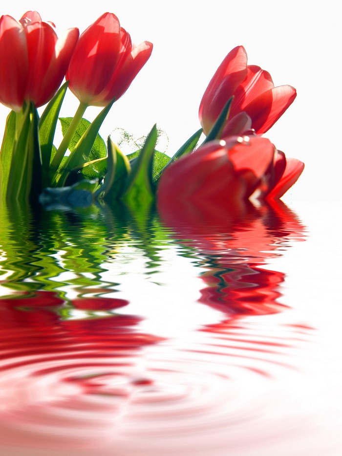 Red tulips reflected in water
