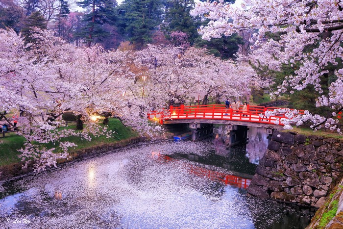 Red bridge over a canal with cherry blossoms in Japan