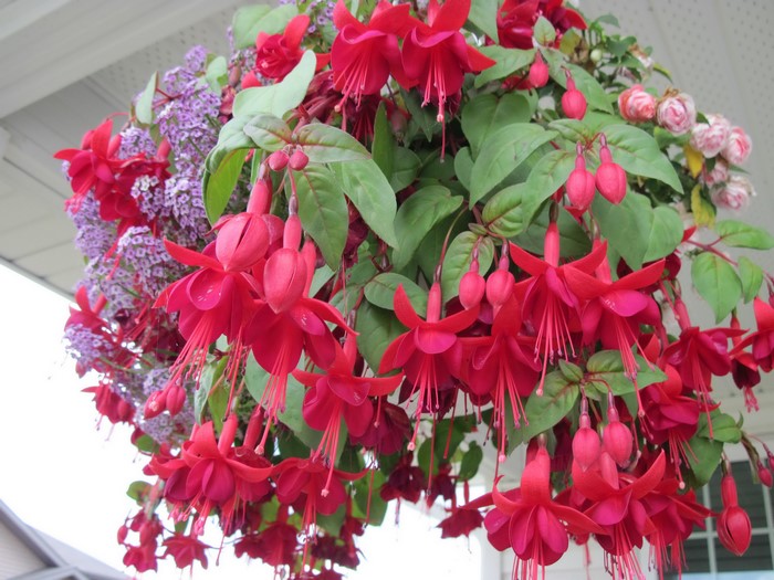 Hanging basket of red fuchsias and purple flowers