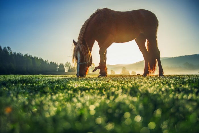 Brown horse grazing in a misty field at sunrise