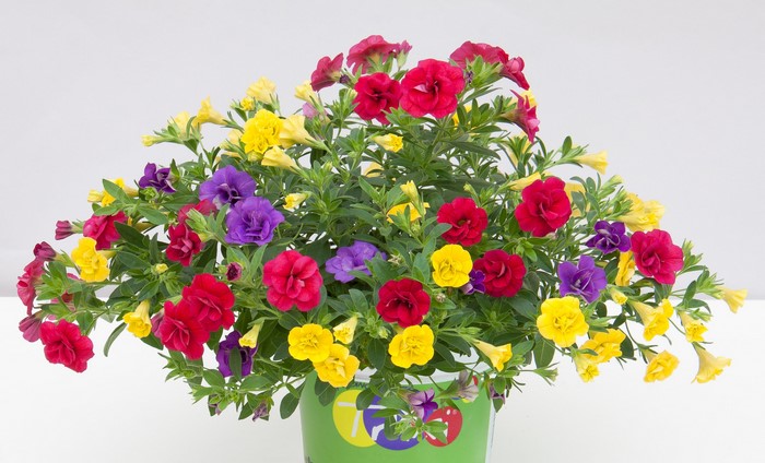 Calibrachoa flowers in a pot