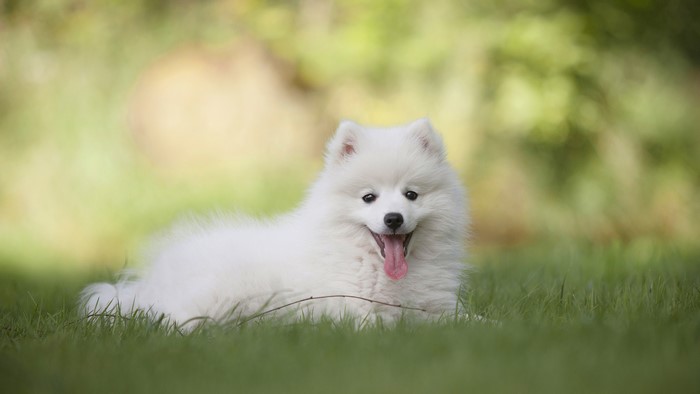 White Spitz dog lying on grass