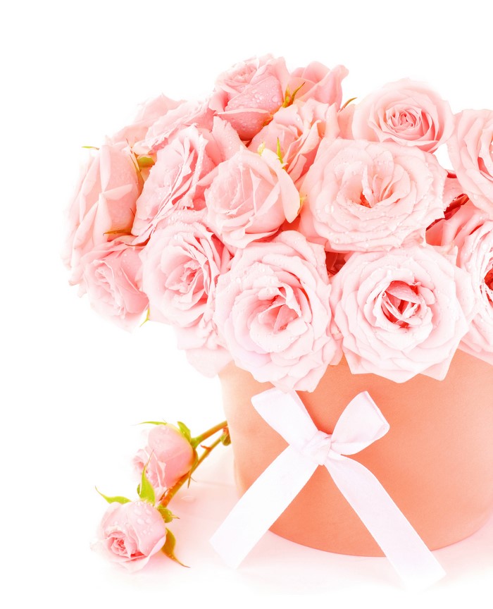 Pink roses in a coral pot with a white bow