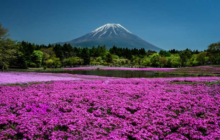Mount Fuji Over Vibrant Phlox Fields in Japan