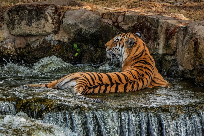 Tiger resting in a waterfall