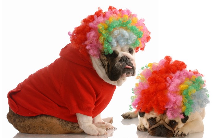 Two dogs wearing clown wigs and a red hoodie