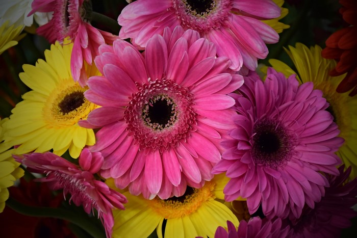 Gerberas Closeup Pink Color 4K