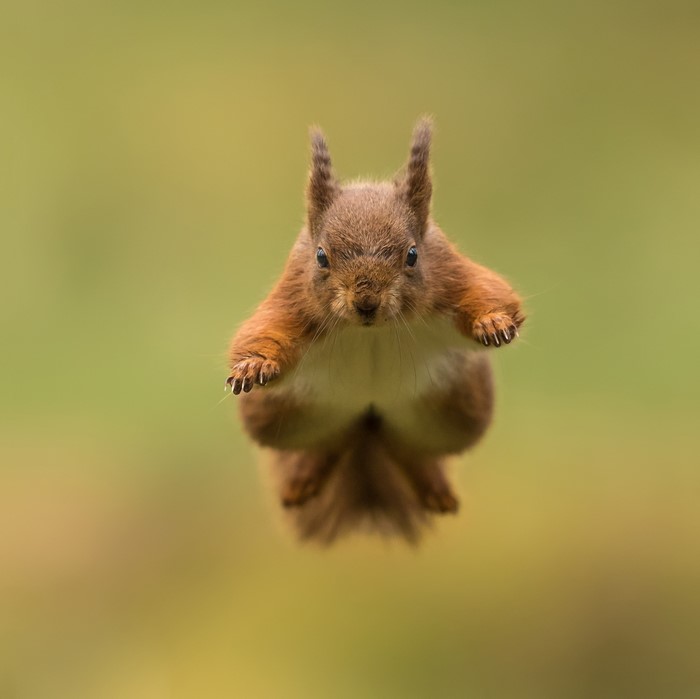 Red squirrel in mid-air jump