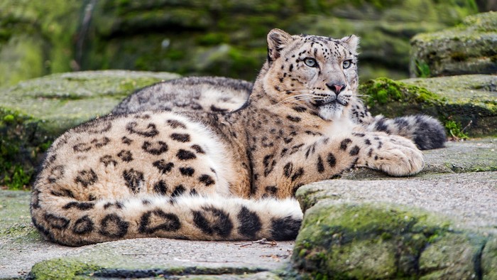 4K Snow Leopard