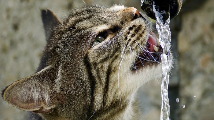 Tabby cat drinking water from a faucet