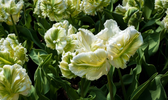 4K Parrot Tulips Closeup