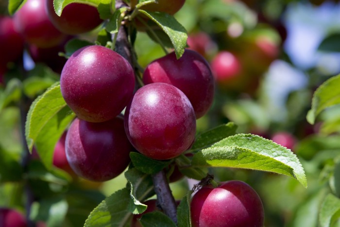 Plums on a branch
