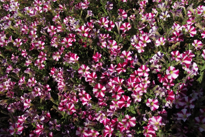 A dense bed of striped petunia flowers
