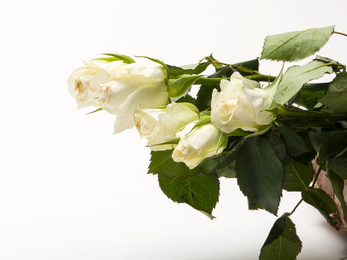White Roses on White Background