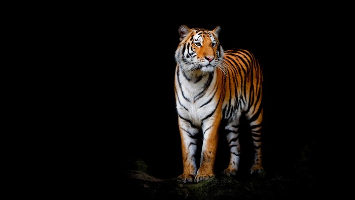 Tiger standing on a dark surface with a black background