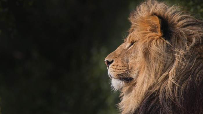 4K Lion Portrait