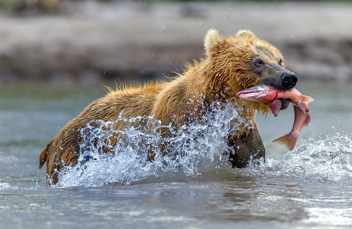 Brown bear catching a salmon in a river