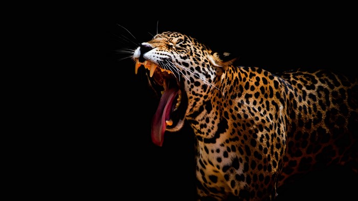 Jaguar yawning on a black background