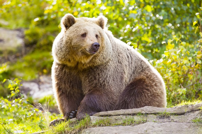 Brown Bear sitting on rocks