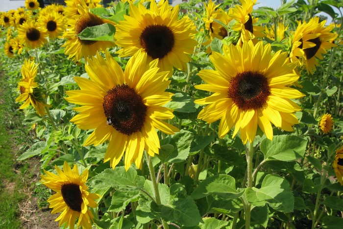 Field of Sunflowers