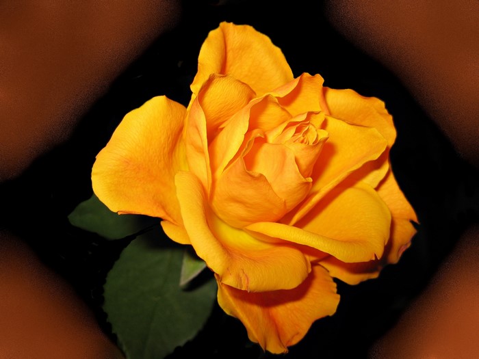 Close-up of a vibrant orange rose