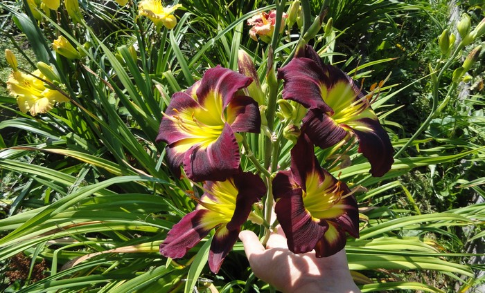 Close-up of dark purple and yellow lilies