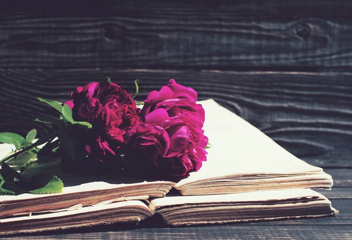 Wine colored roses on an open book