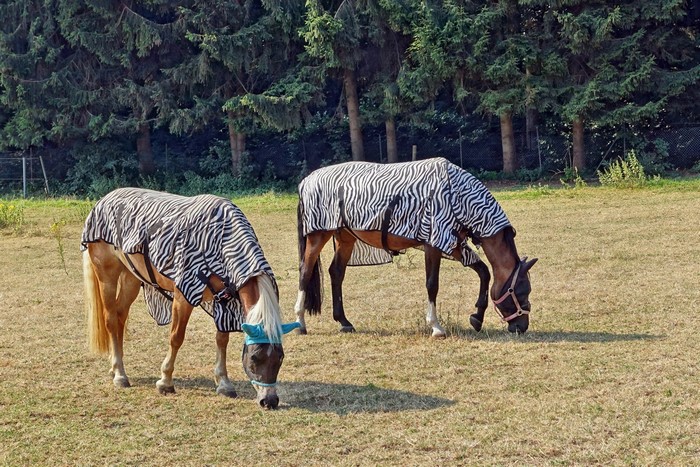 Two horses wearing zebra-striped fly sheets in a field