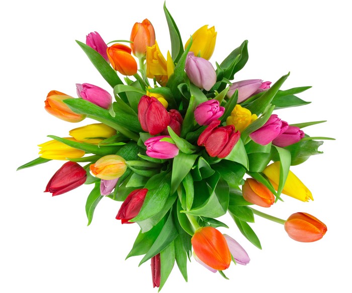 Bouquets of Multicolor Tulips on White Background