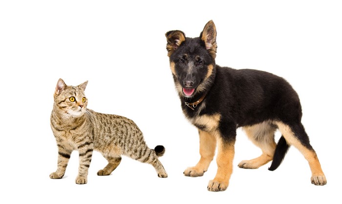 German Shepherd puppy and tabby cat on white background