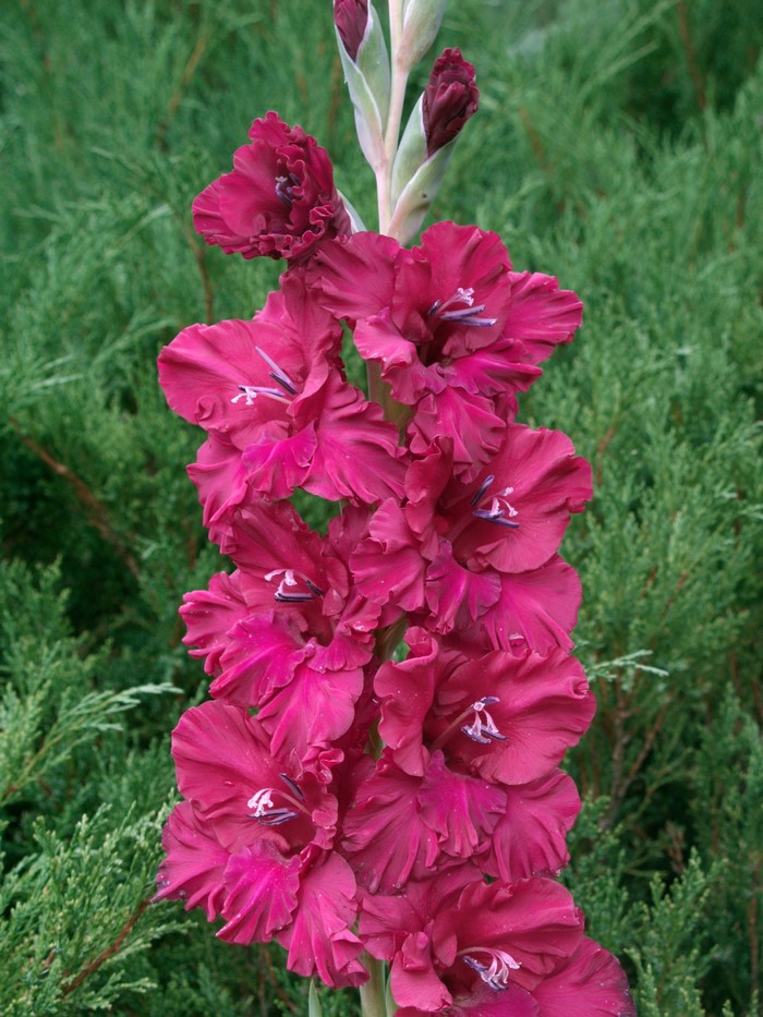 Close-up of a deep pink gladiolus flower