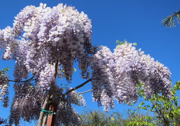 Wisteria flowers blooming against a blue sky