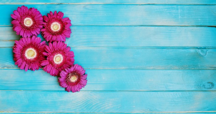 Pink Gerbera flowers on blue wood planks
