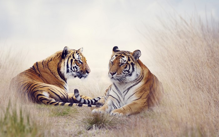 Two Tigers in Tall Grass