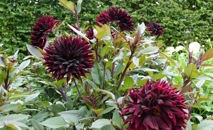 Dark Red Dahlias in a Garden