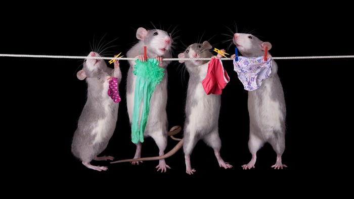 Four rats hanging laundry on a clothesline