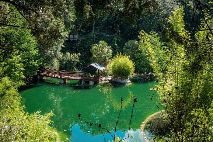 Wooden bridge over a green lake at Cedar Lakes Woods and Gardens