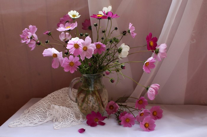 Pink Cosmos flowers in a glass vase with lace