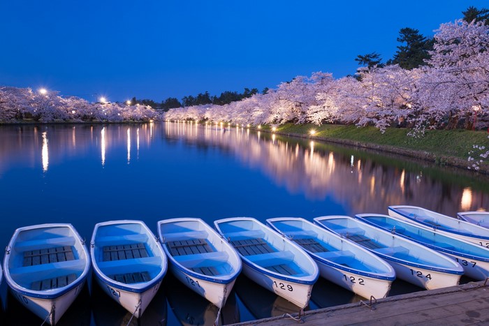 Boats on a lake with cherry blossoms at night