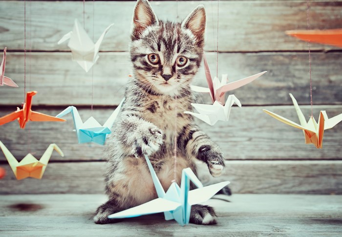 Kitten playing with origami cranes