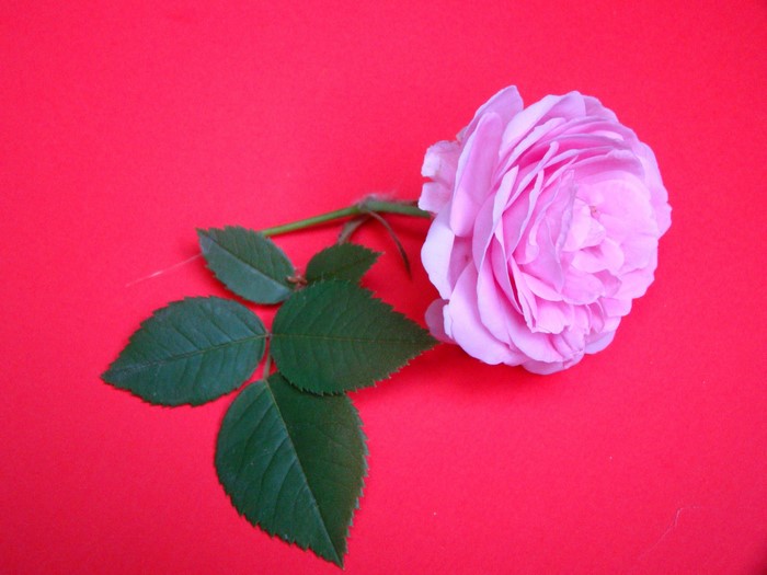 Pink rose with green leaves on red background