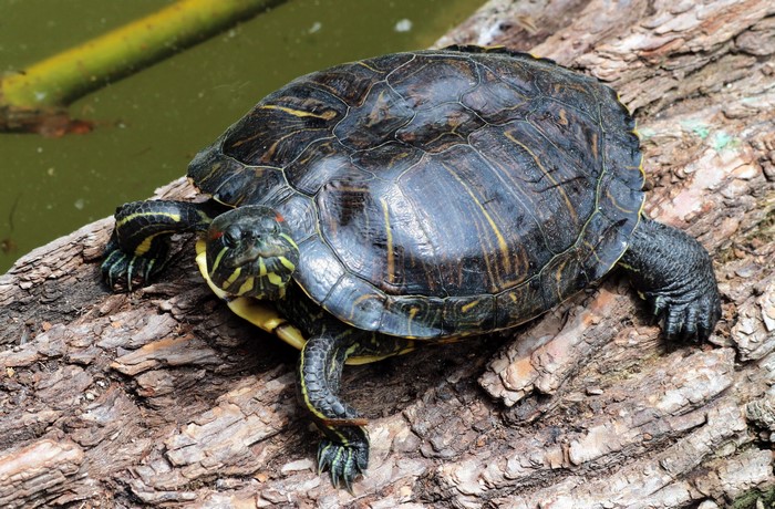 Red-eared slider turtle on a log