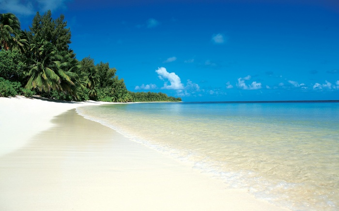 Tropical beach with palm trees and clear ocean water