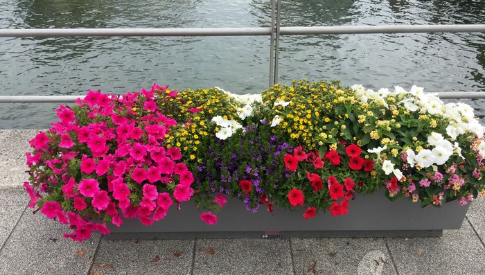 Flower planter with pink, yellow, white, and red petunias