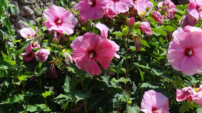 Pink Hibiscus flowers in bloom with stone wall background