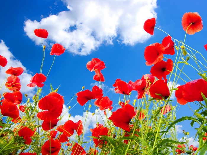 Red poppies against a blue sky with clouds