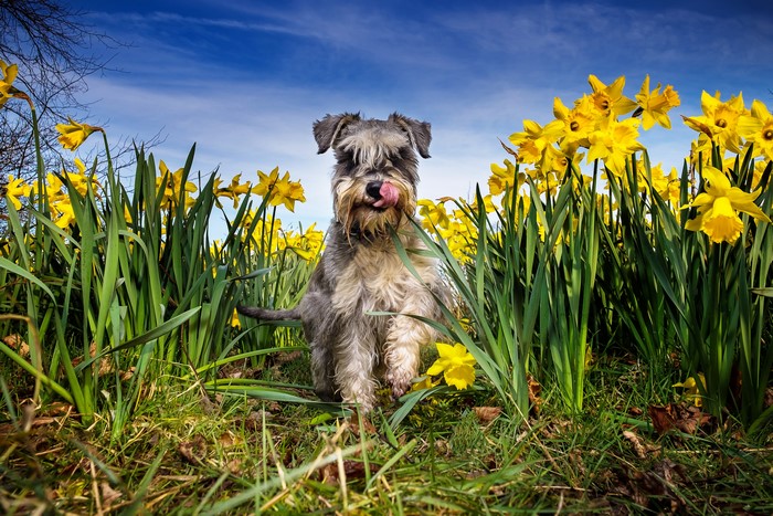 Schnauzer dog in a field of daffodils