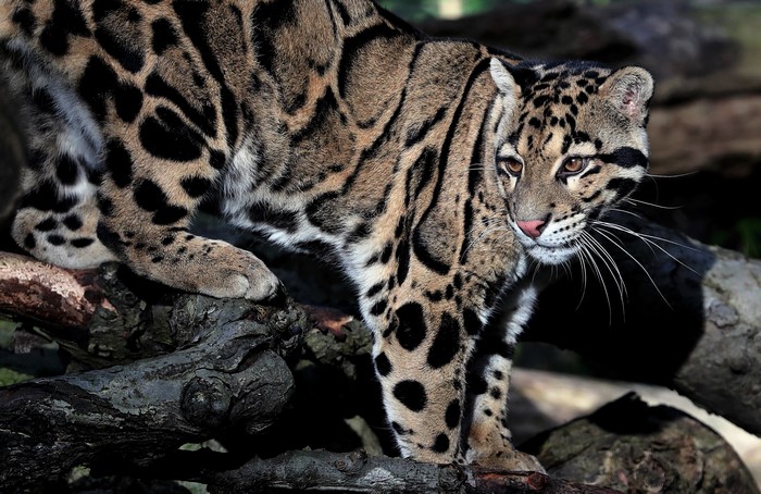 Clouded leopard on tree branches